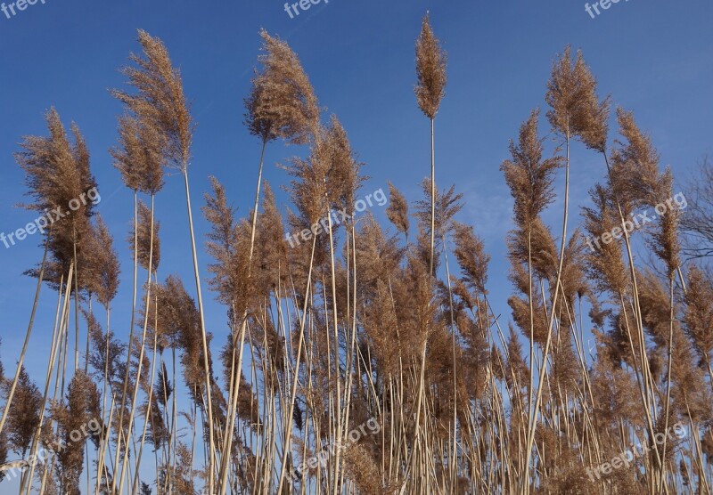 Reed Nature Sky Sky Blue Blue