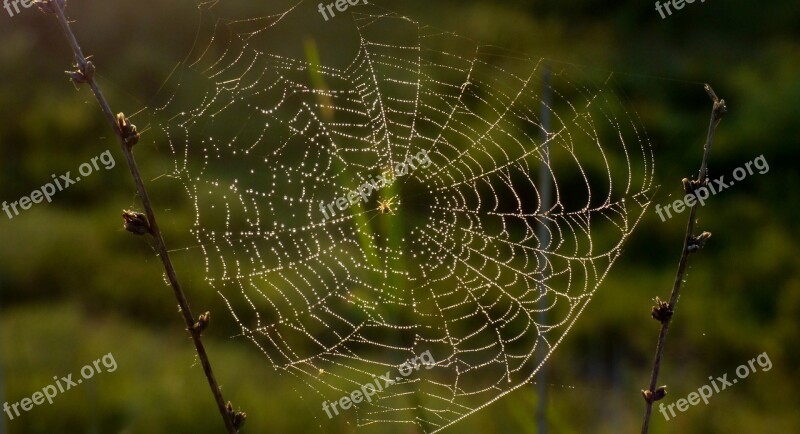 Nature Spider Insect Arachnids Light