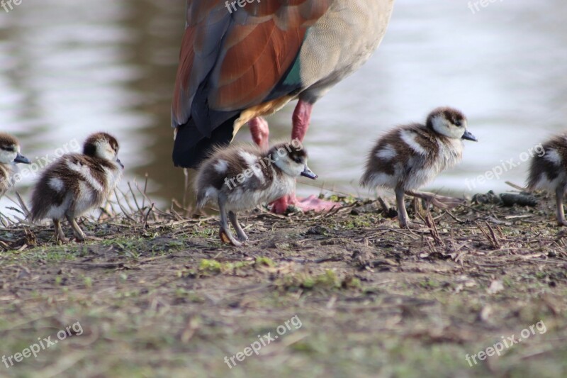 Nilgans Goose Wild Goose Chicks Goslings