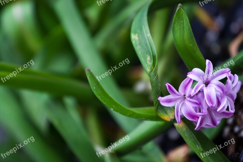 Hyacinth Plant Flower Garden In The Spring