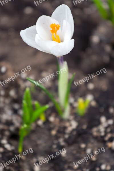 Crocus White Spring Nature Flower