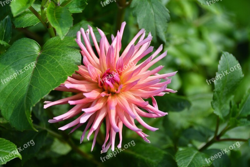 Dalia Dahlia Astra Nature Flowers