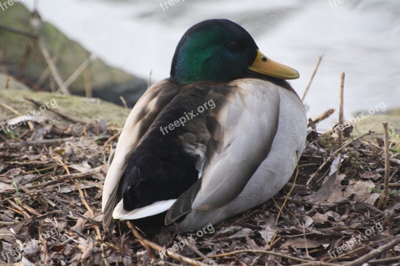 Animals Bird Water Bird Duck Walk In The Park