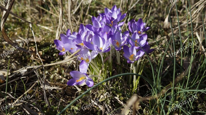 Crocus Flower Spring Purple Plant