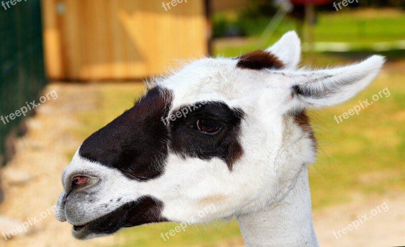 Lama Head Portrait Mammal Animal