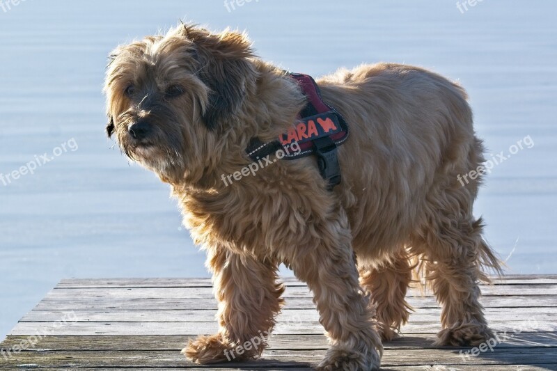 Tibetan Terrier Dog Breed Dog Animal Animal Portrait