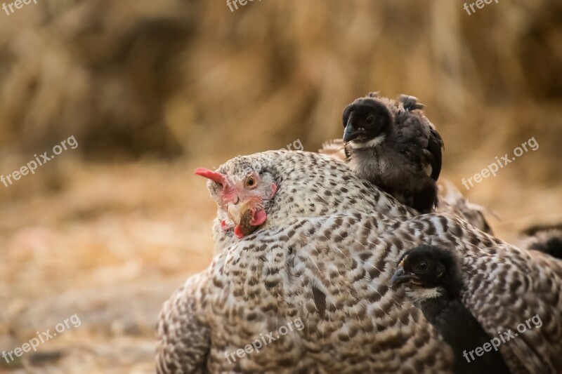 Chicken Hen Bird Animal Mother