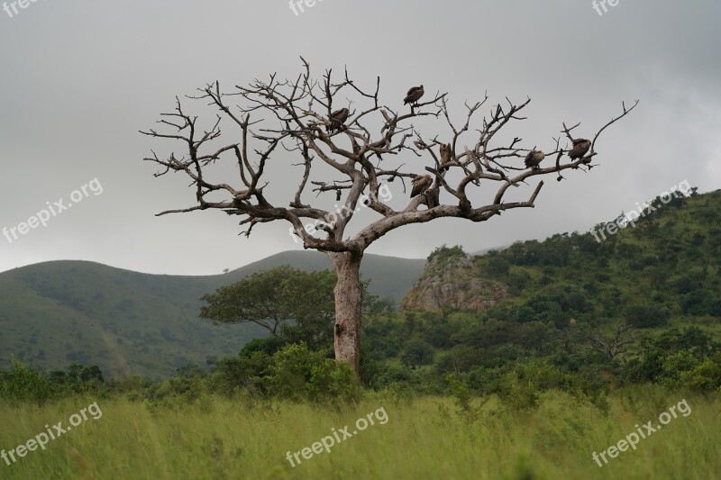 Tree Vulture Africa Safari Trees