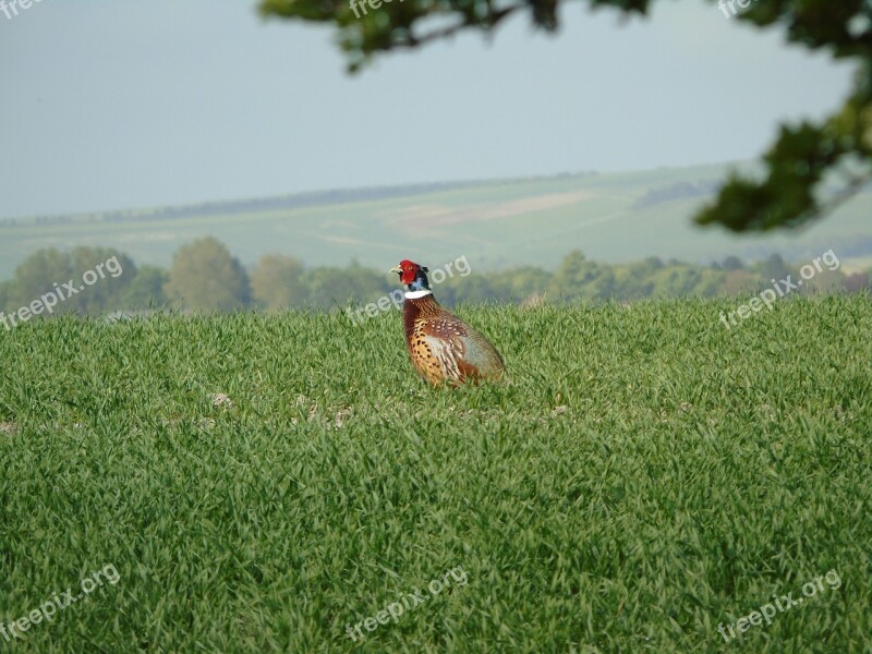 Pheasant Nesting Bird Watching British Birds Ring Neck Pheasant