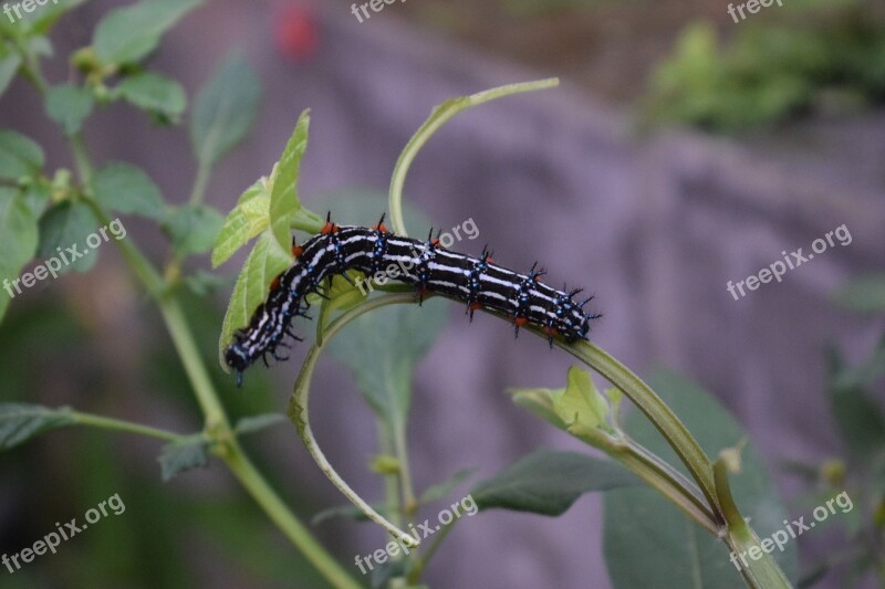 Caterpillar Insect Butterfly Nature Animal