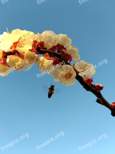 Bee In Flight Flowers By