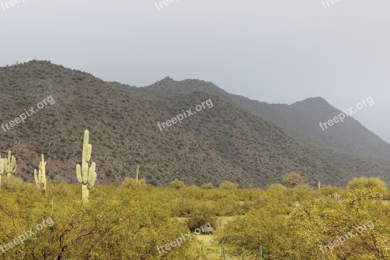 Snow Desert Saguaro Cactus Weather