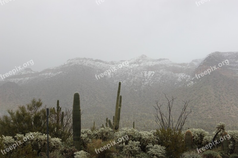 Snow Desert Saguaro Cactus Weather