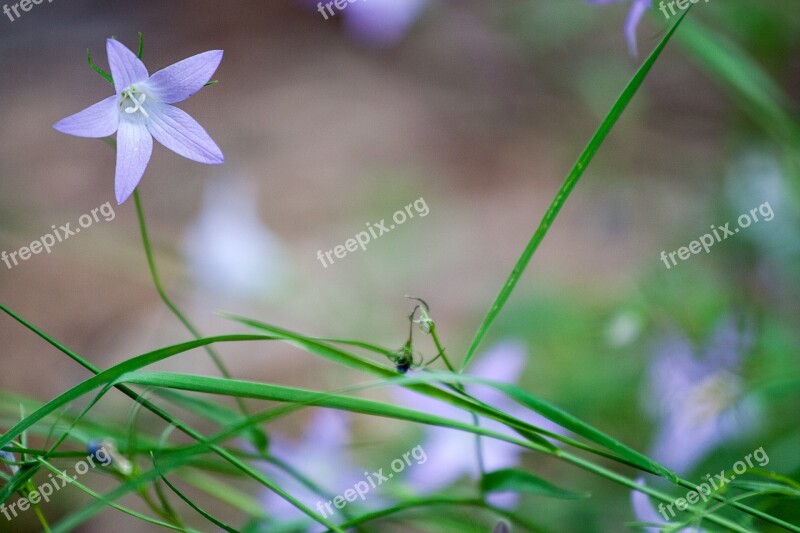 Forest Flower Purple Leaf Color Nature