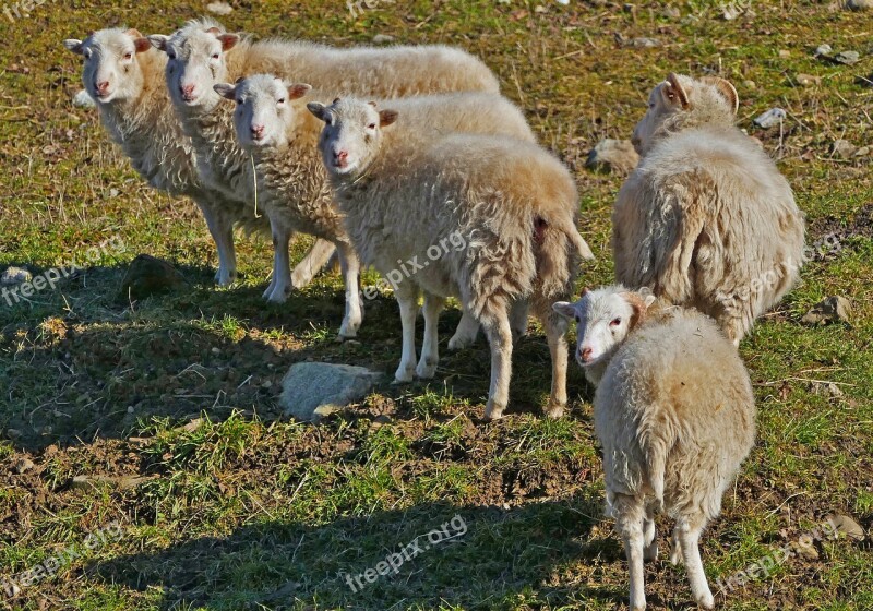 Agriculture Nature Animals Sheep Pasture