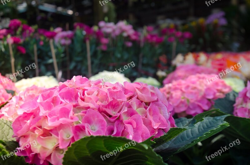 Beautiful Flowers Background Natural Flaunted Color