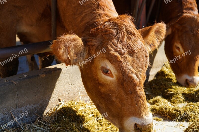 Limousine Breed Limousine Without Horns Cow The French Breed