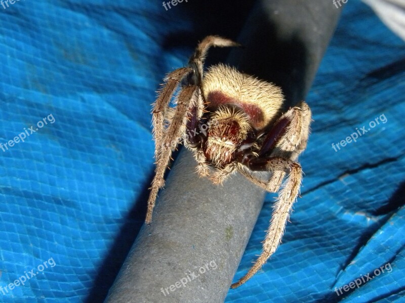 Australian Garden Orb Weaver Spider Eriophora Transmarina Spiders Arachnids Common