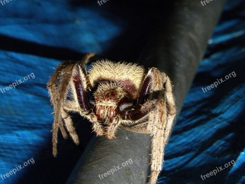 Australian Garden Orb Weaver Spider Eriophora Transmarina Spiders Arachnids Common