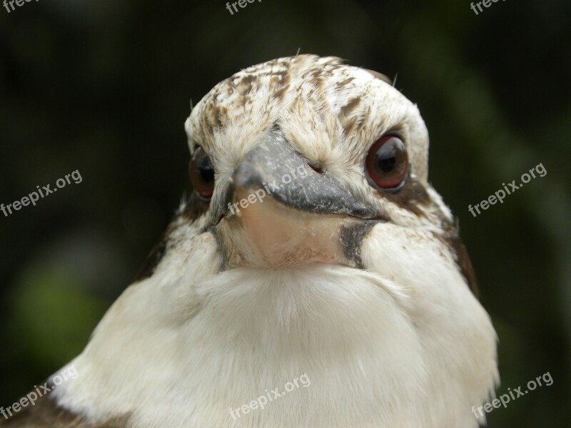 Laughing Kookaburra Dacelo Novaeguineae Carnivore Australian Icon