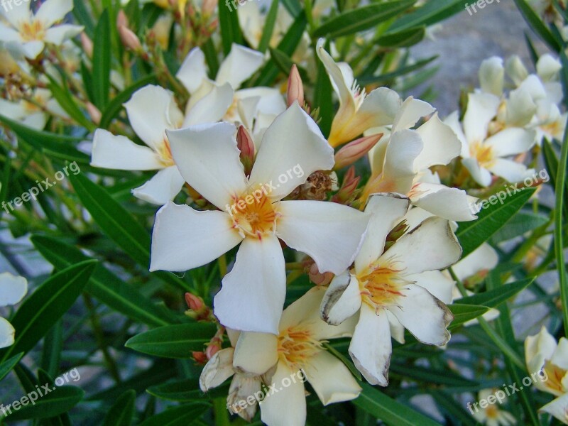 Leander White-flowered Mediterranean Plants Free Photos