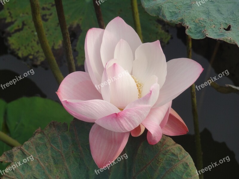 Lotus Blossom Flowers Water Flower Free Photos