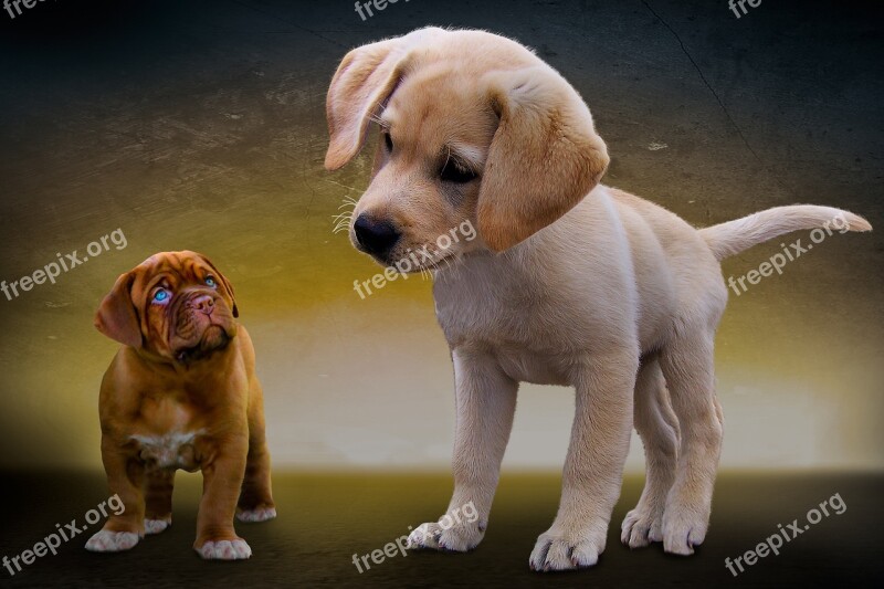 Animals Dogs Puppies Great Dane Dogue De Bordeaux