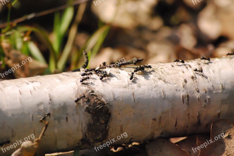 Ants Animals Ant Closeup The Environment