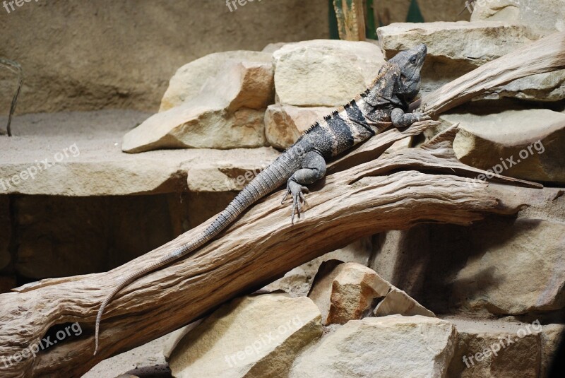 Lizard Gad Zoo Animal The Lizard