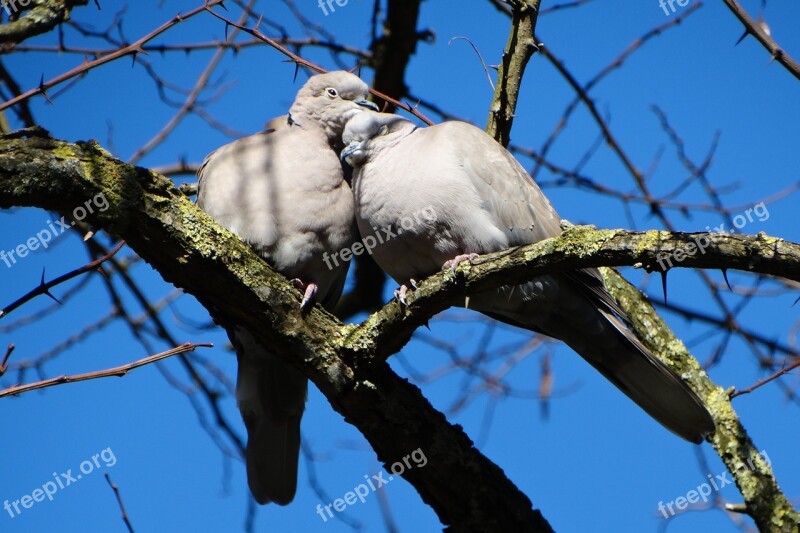 Bird Lovebirds Romantic Spring Free Photos