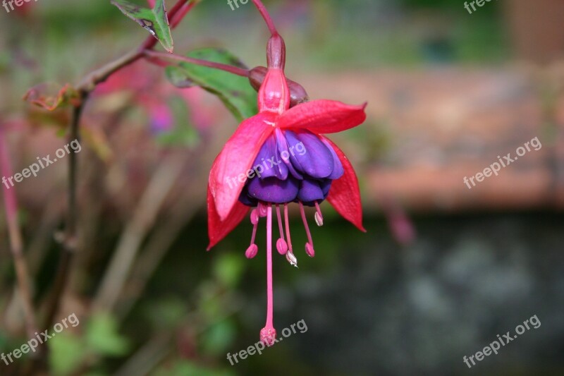 Flower Fuschia Summer Petals Nature