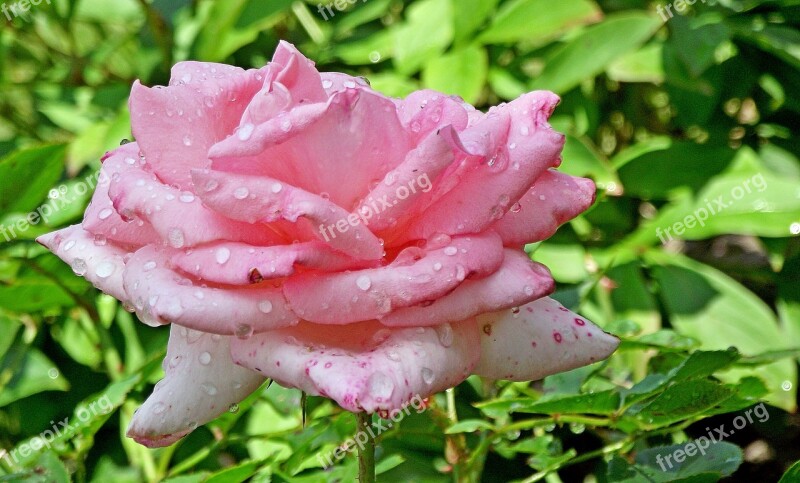 Rose Flower Pink Beauty Garden