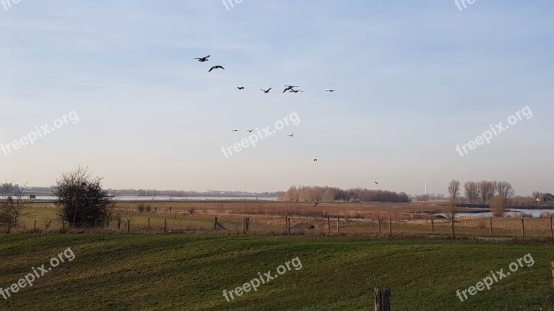 Wild Geese Wesel Rhine Xanten Bislicher Island