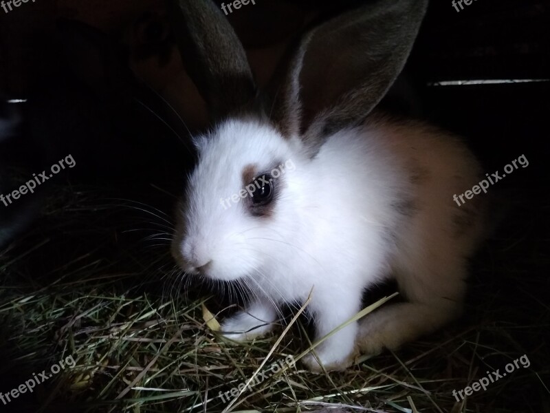 Rabbit Animals Kennel Fur Village