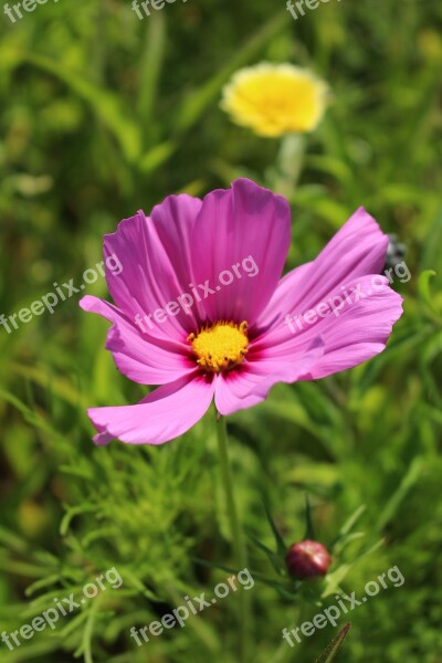 Coreopsis Purple Flower Wildflower Free Photos