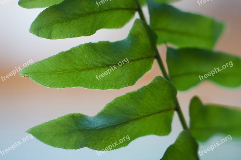 Fern Green Leaf Foliage Frond