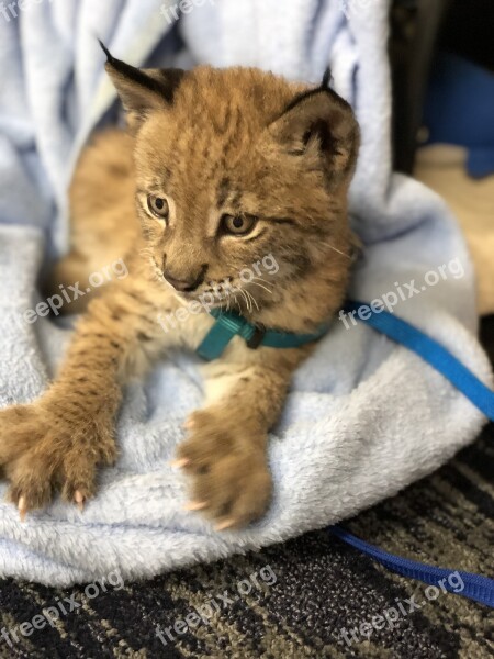 Lynx Wildcat Cub Cat Animal