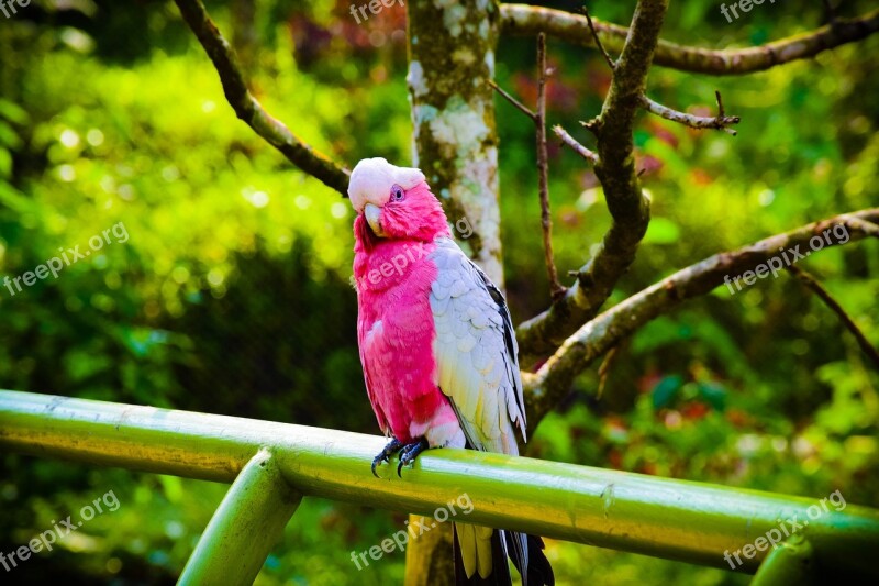 Bird Forest Pink White Nature