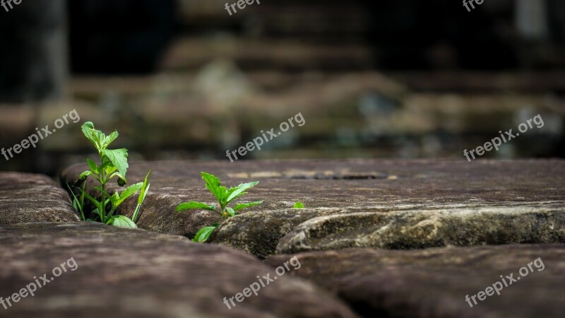 Flora Plant Green Angkor Nature