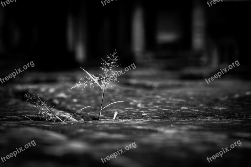 Plant Tiny Nature Flora Angkor