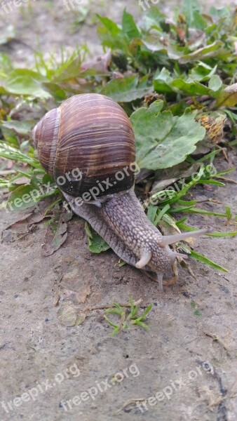 Snail Macro Nature Grass Slimy