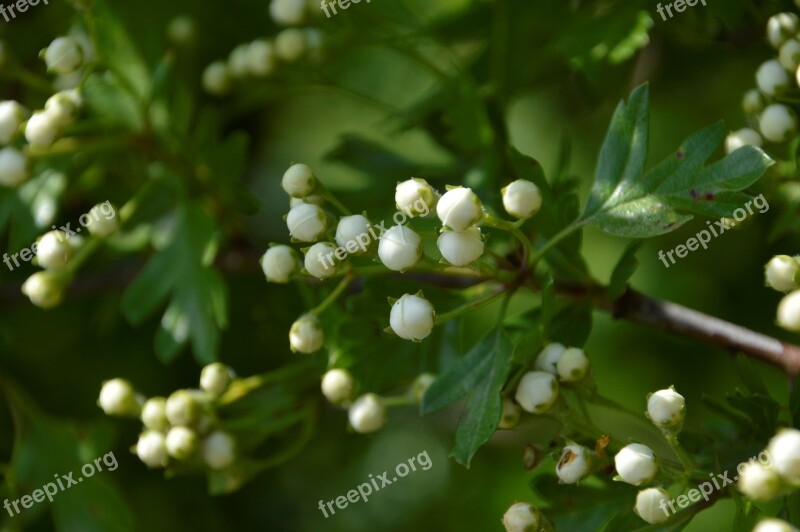 Plant Wild Flowers Summer Spring