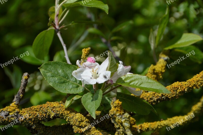 Tree Flower Leaf Branch Foam