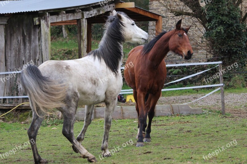 Horse Horses Animals Arabian Horse Horse Walker