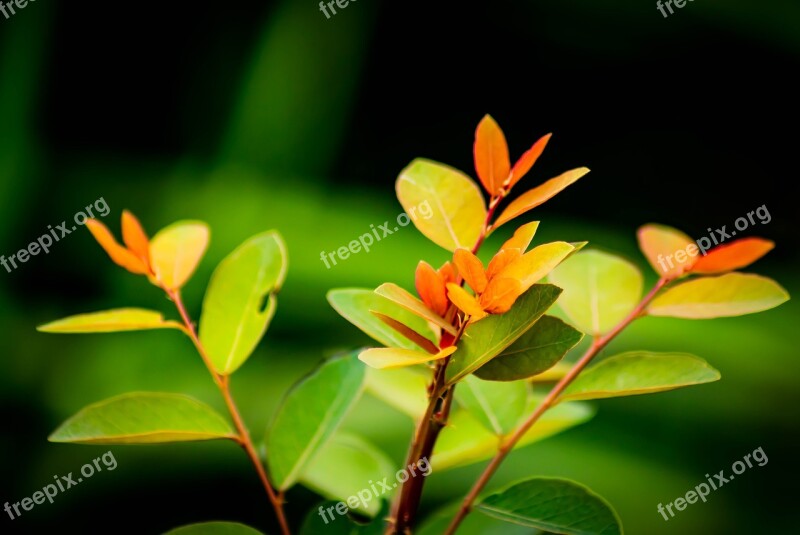 Tropical Leaf Leaves Isolated Plant