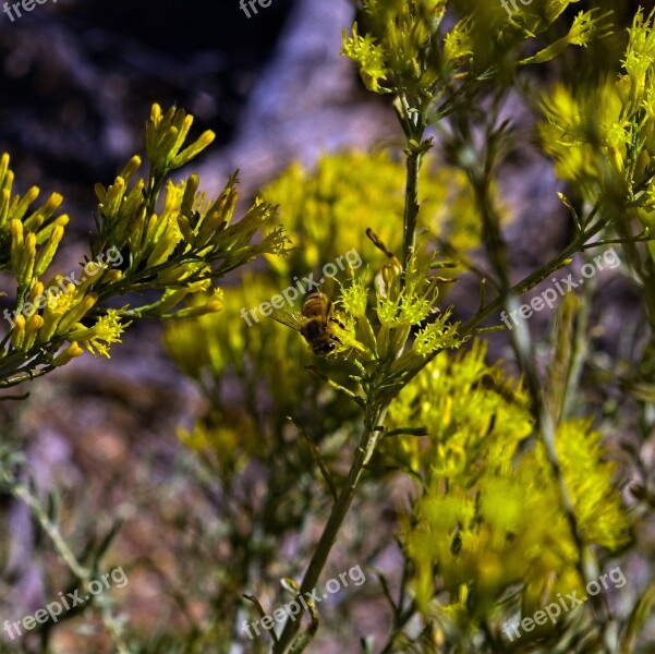 Bee And Rabbitbrush Insect Rabbitbrush Desert Chrysothamnus