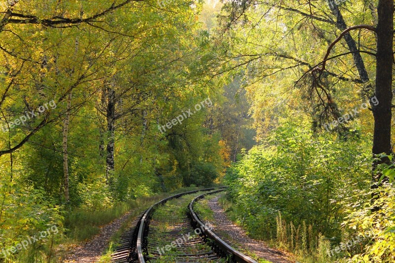 Forest Railway Twist Trees Nature