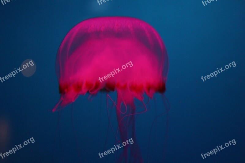 Jelly Fish Ocean Pink Water Deep