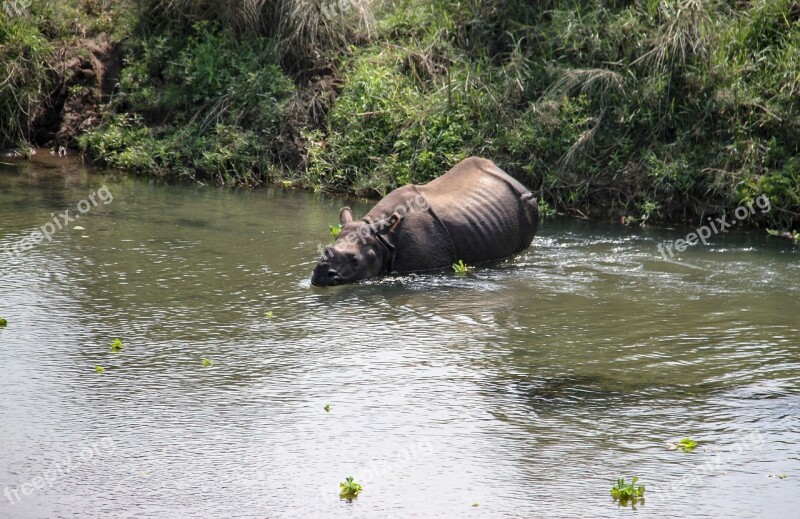 One Horned Rhino National Park Nepal Ride Rhino