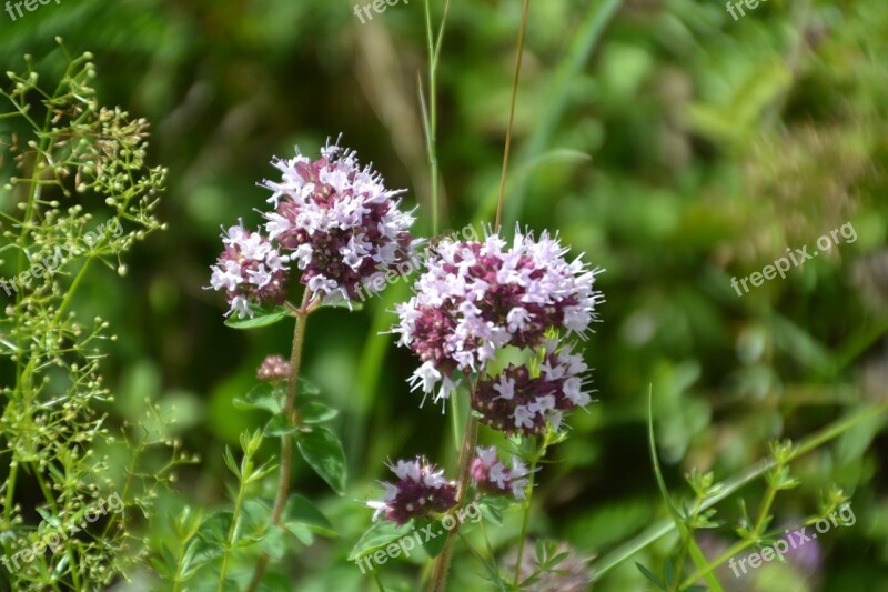 Flower Wild Flower Nature Plant Summer